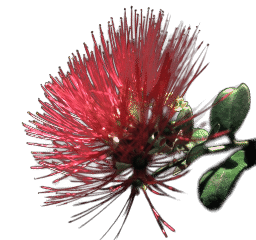 [Ohia Lehua flower (Hawaiian)]