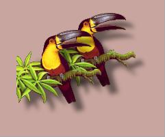[pair of toucan images, one on top of the other]